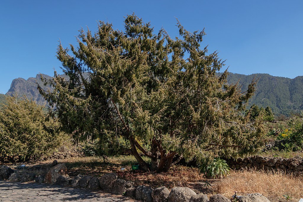 Можжевельник Juniperus cedrus, с Канарских островов