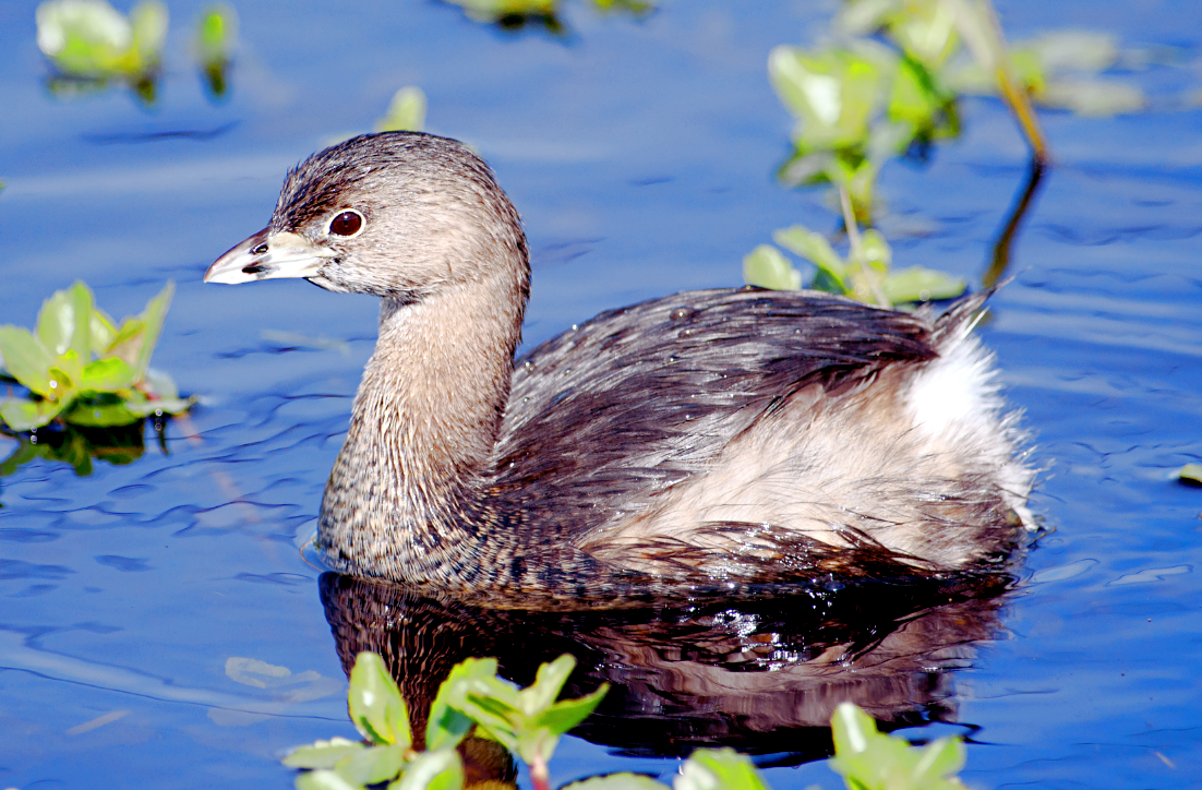 Источник фото: clasbio.ru