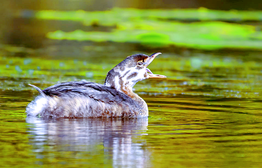 — Холмс, кто это воет на болотах? — Элементарно, Ватсон. Это ревут каролинские ослы! Фото: rasfokus.ru