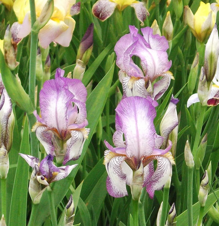 Ирис бордюрный мелкоцветковый Сиреневая кромка