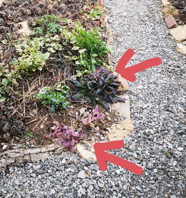 Нашла старое фото, здесь два вида, писала в старой статье про них, что не впечатлили