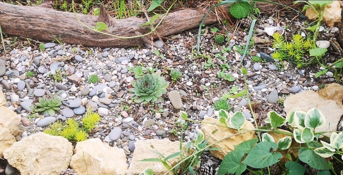 Летом рассаживала "розы" 