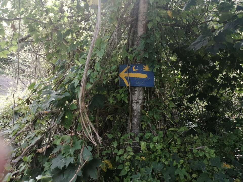 Указатель в лесу