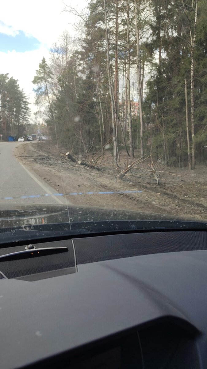 Дерево упало и парализовало движение в обе стороны или как отсутствие  лесников сказывается на качестве леса | Будни Мамы в 45+ | Дзен