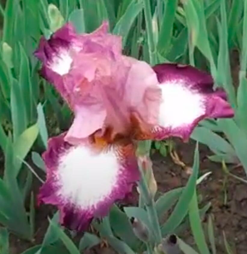 Ирис бородатый Сливово-розовый верх, белые лепестки с широкой сливовой окаемкой
