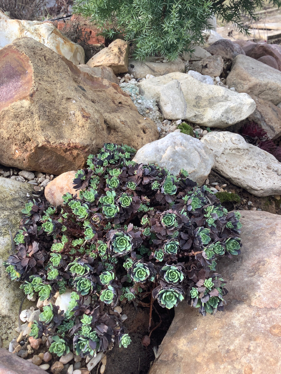 Очиток Опал за неделю подрастил зеленый прирост