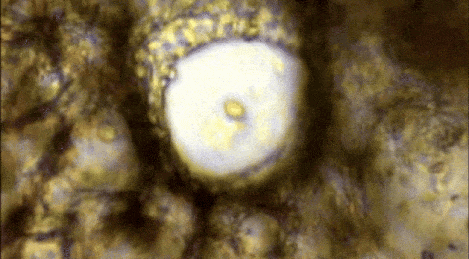   Dustin C. Bagley et al. / Science, 2024