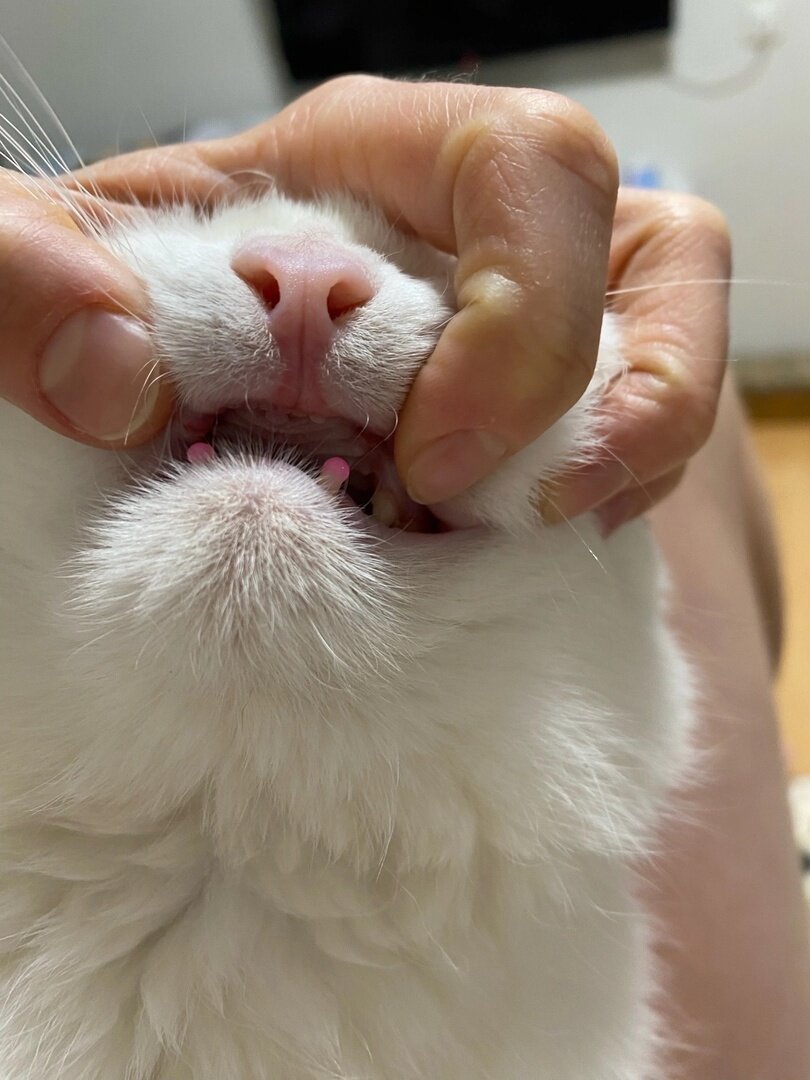 Вот такие модные розовые пломбы поставили коту.