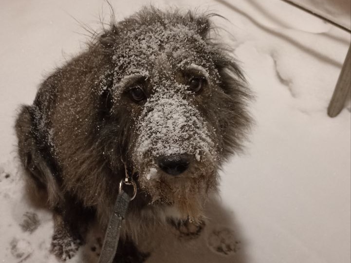 Женщина 18 лет не могла снова завести себе собаку, а когда решилась, то искала породистую, пока не увидела эти глаза