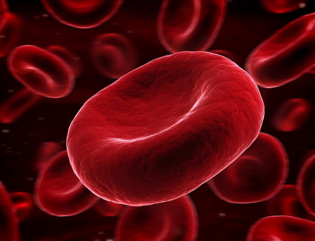 Эритроциты