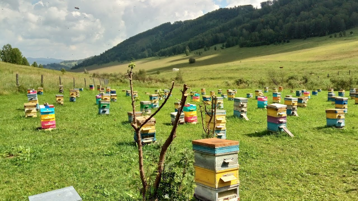 Пасеки находятся далеко от промышленных предприятий, что обеспечивает чистоту продукции
