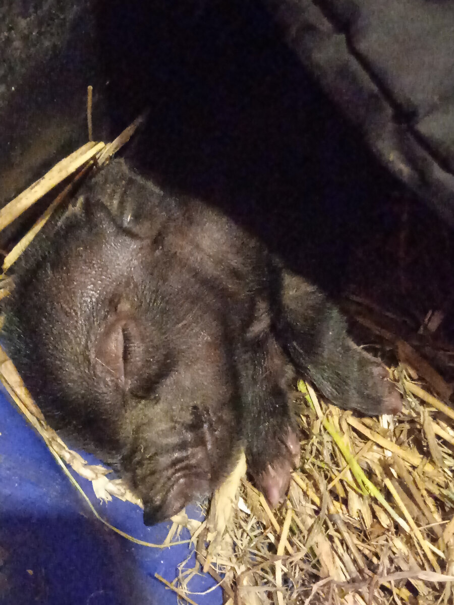 свинячий младенец