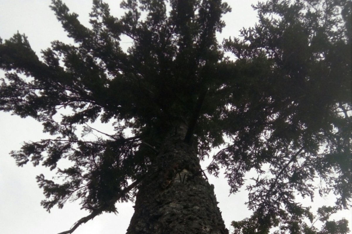    В Петушинском районе засняли токующего глухаря