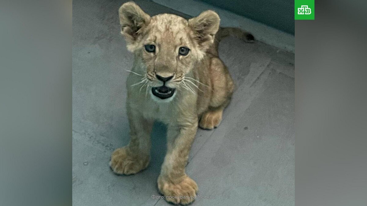    В Москве у водителя каршеринговой машины изъяли львенка