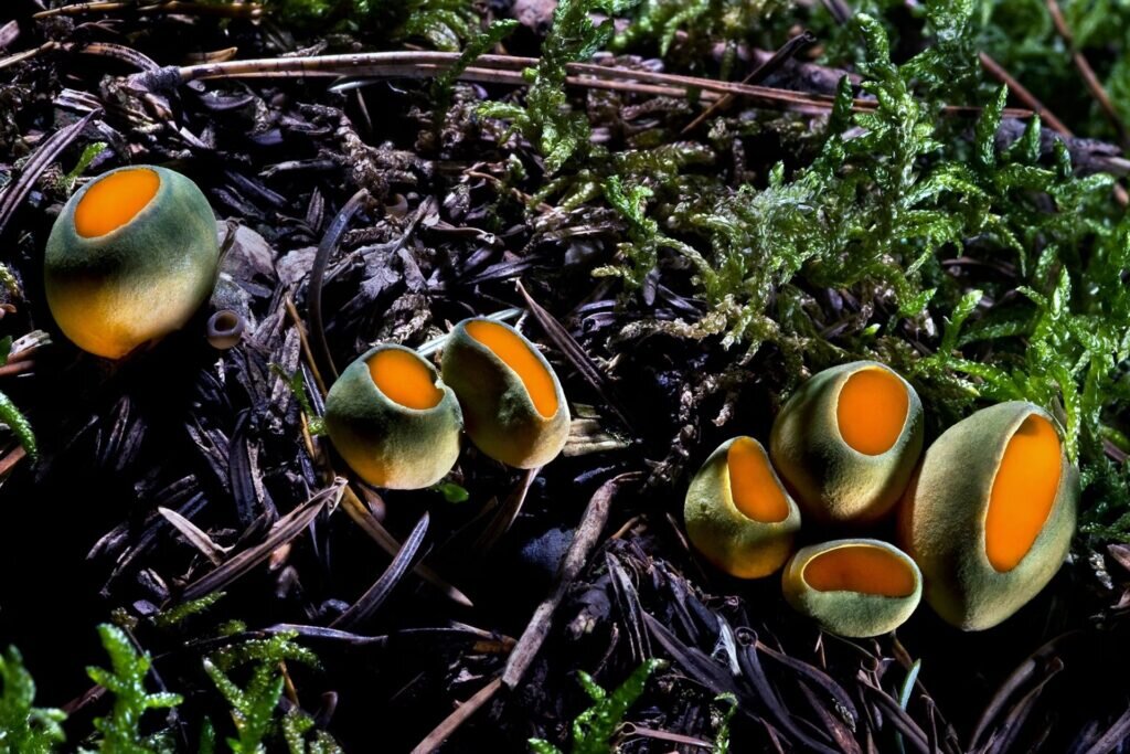    фото: Agorastos Papatsanis