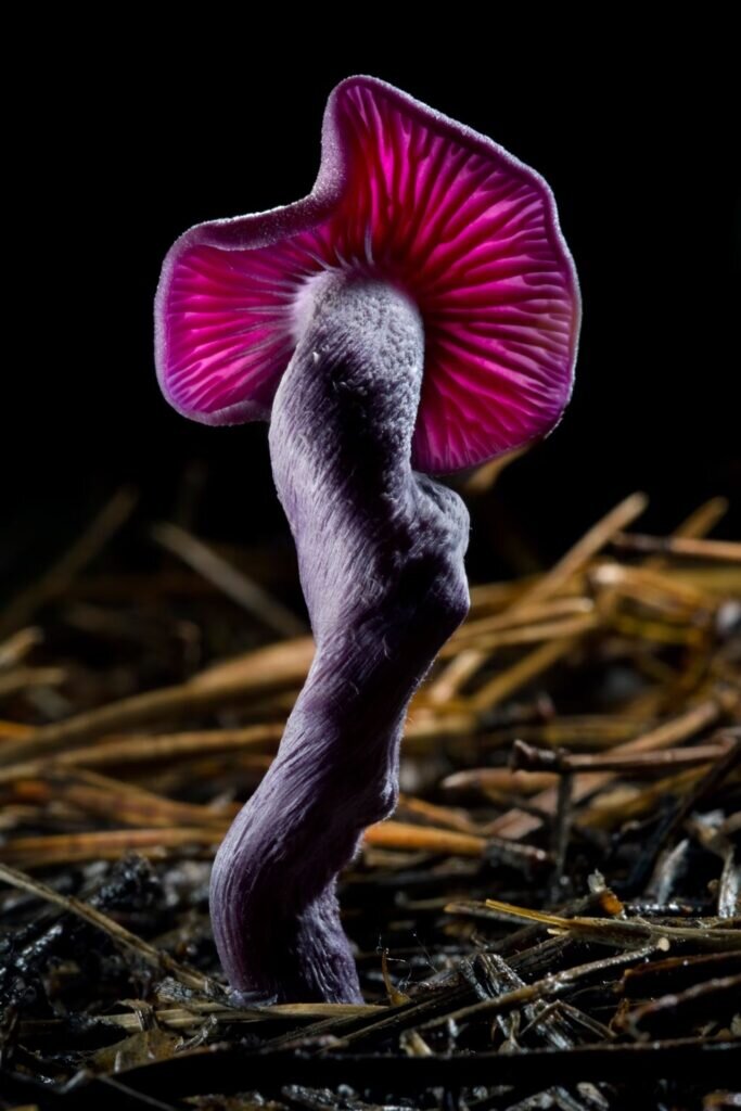     фото: Agorastos Papatsanis