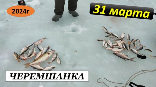 Черемшанка. 31.03.24г.