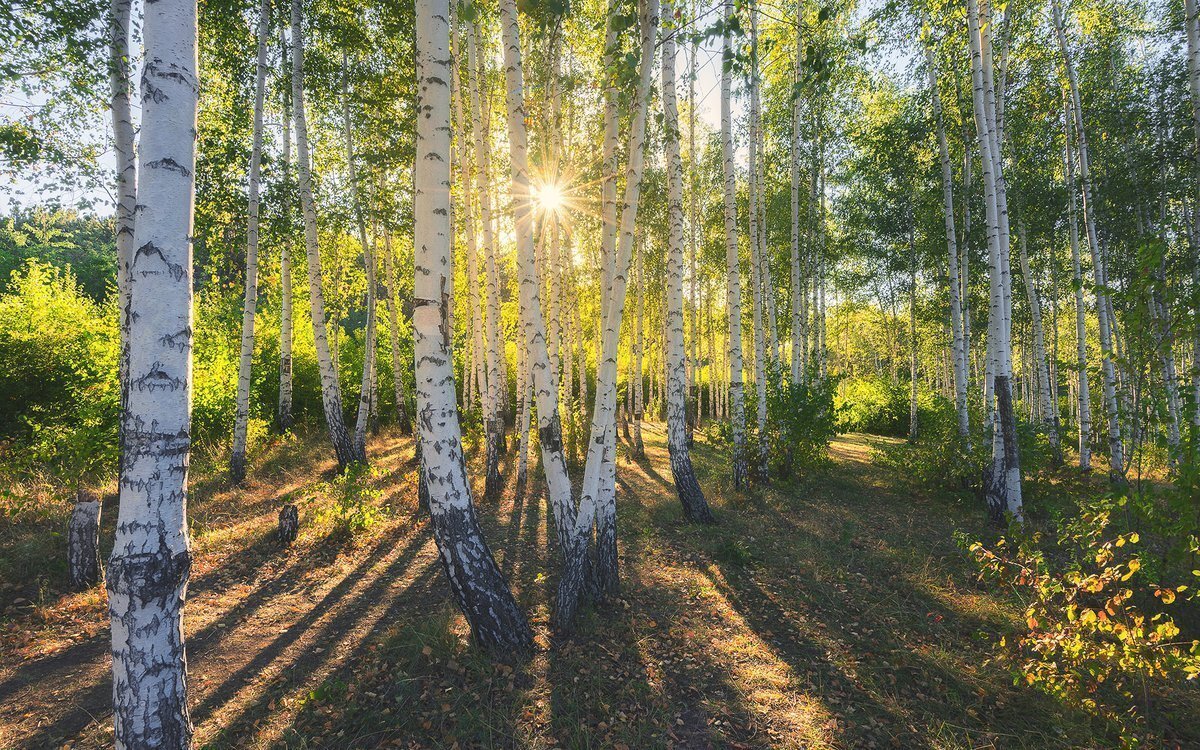 Яндекс картинки