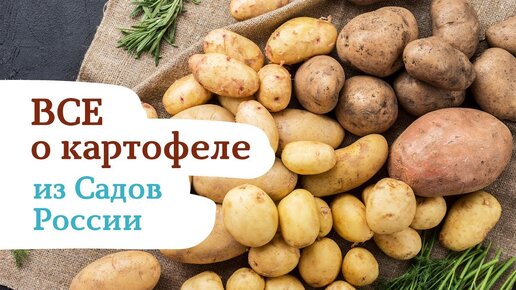 ВСЕ О КАРТОФЕЛЕ ИЗ САДОВ РОССИИ! 🥔