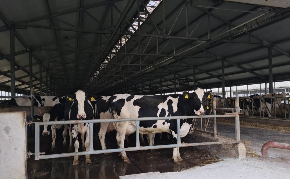 Фото: РБК Черноземье