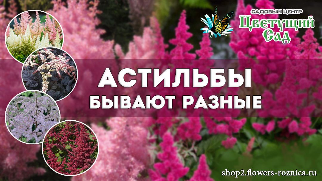 Астильба - это прекрасное многолетнее растение, которое отличается своими изящными, метельчатыми соцветиями.