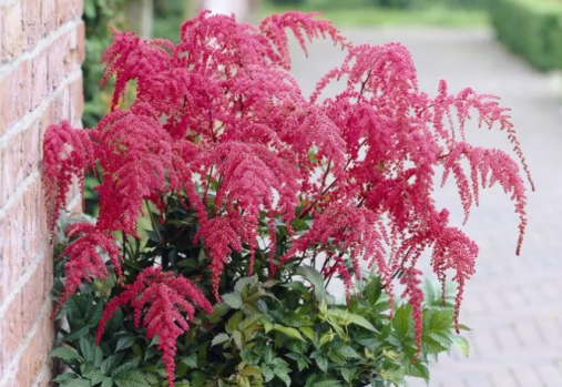 Астильба Арендса.