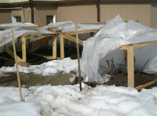 Укрытие роз.