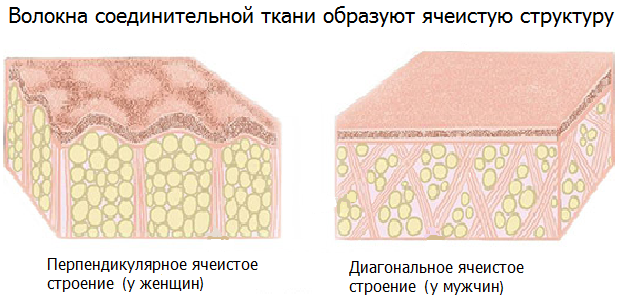 Строение подкожно-жировой клетчатки