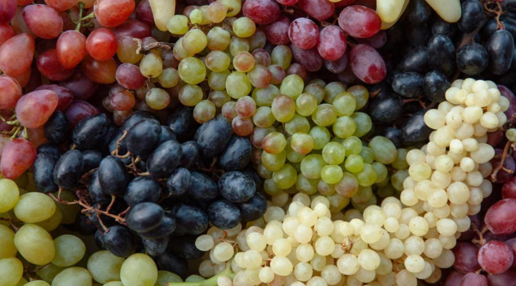 Many grapes. Виноград ассорти. Виноград в Библии.