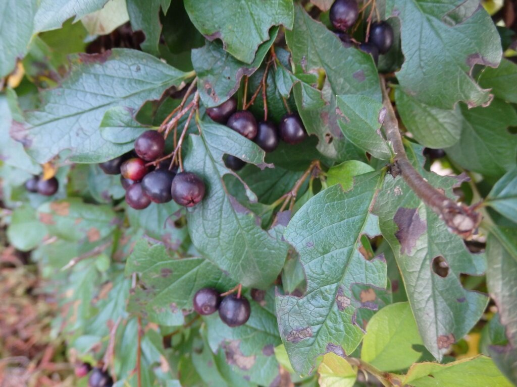  Кизильник блестящий