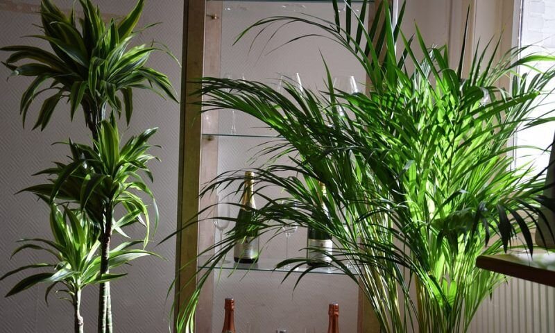 Фото pixabay.com