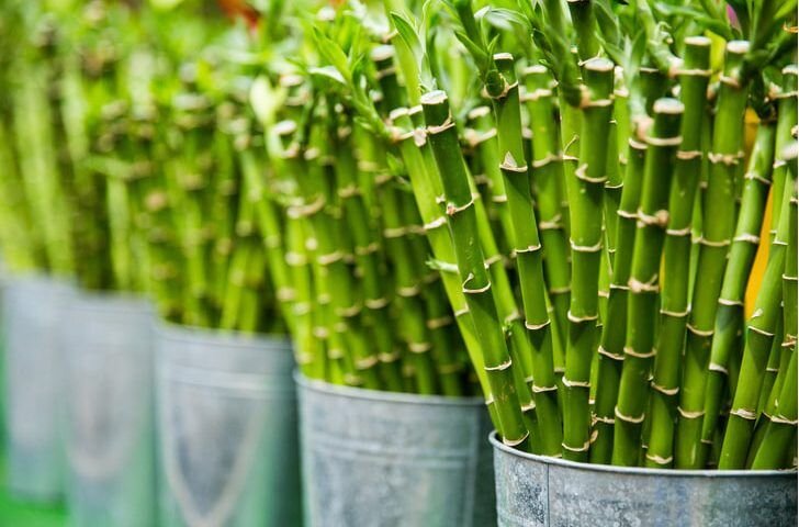 Фото pixabay.com