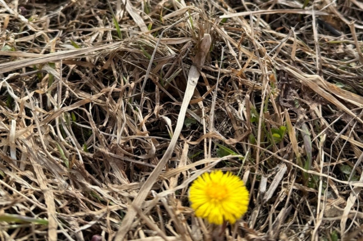    В Тверскую область на следующей неделе ненадолго заглянет летнее тепло