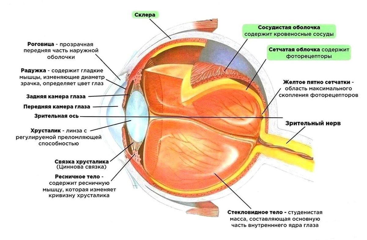 Строение глаза