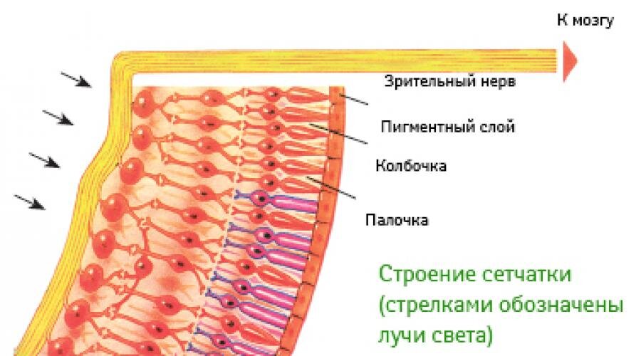 Сетчатка