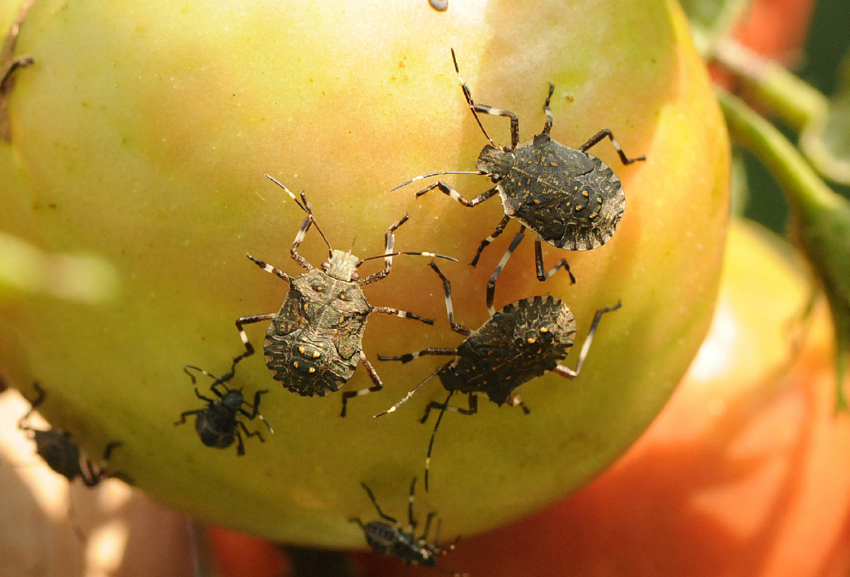 Вредители культуры. Коричнево-мраморный клоп (Halyomorpha halys). Мраморные клопы в Сочи. Halyomorpha halys. Мраморные клопы в Абхазии.