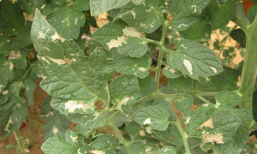 Новые вредители томатов, роз и других растений. Можно ли спасти урожай и красоту