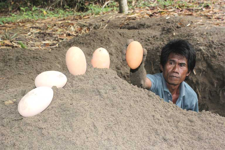  Искал сундук с сокровищами, а нашёл яйца. 