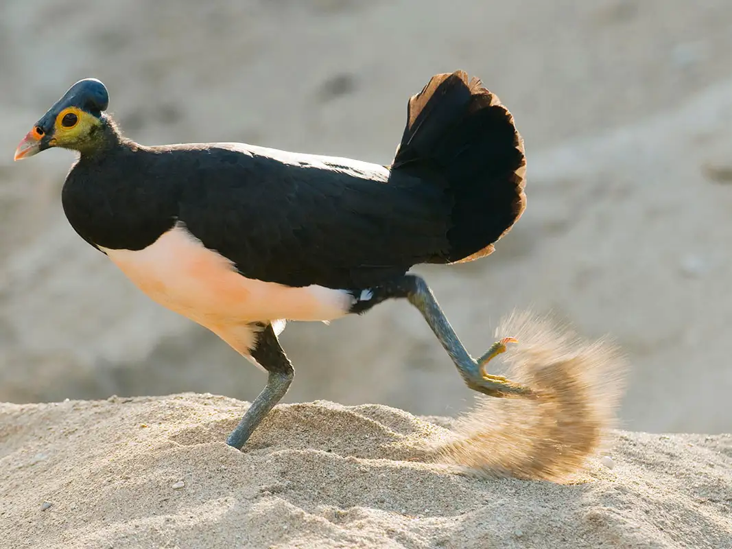 Лайфхак от большеногих кур: как совмещать уборку от песка и заботу о детях.