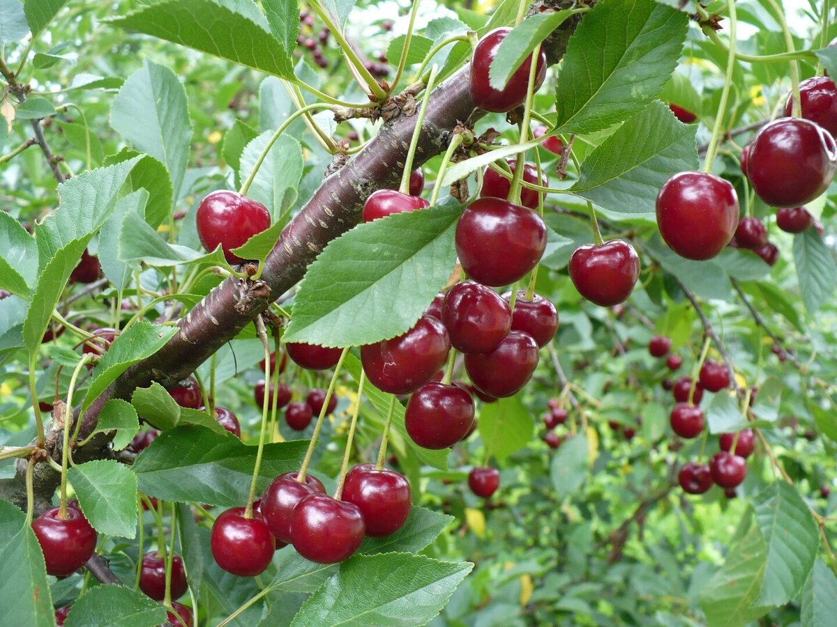 Какие плодовые деревья мы посадим весной | Дача с нуля 🌱 | Дзен