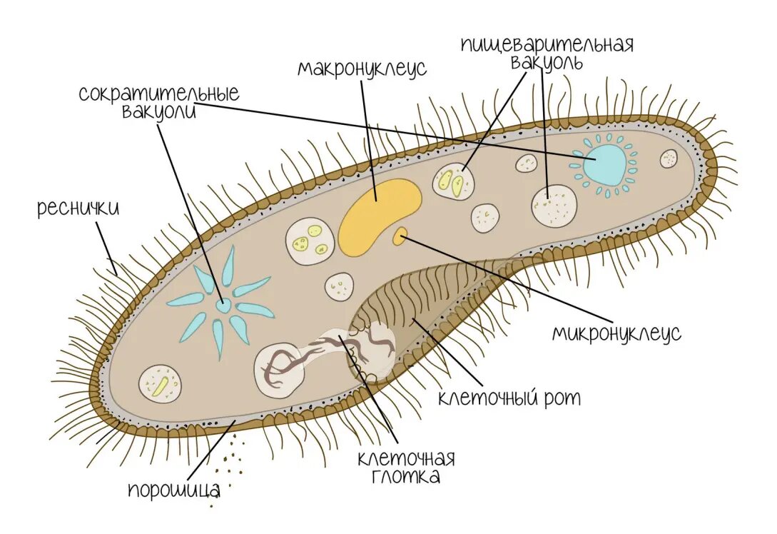 Строение инфузории-туфельки
