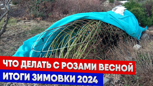 Что делать с розами весной итоги зимовки 2024