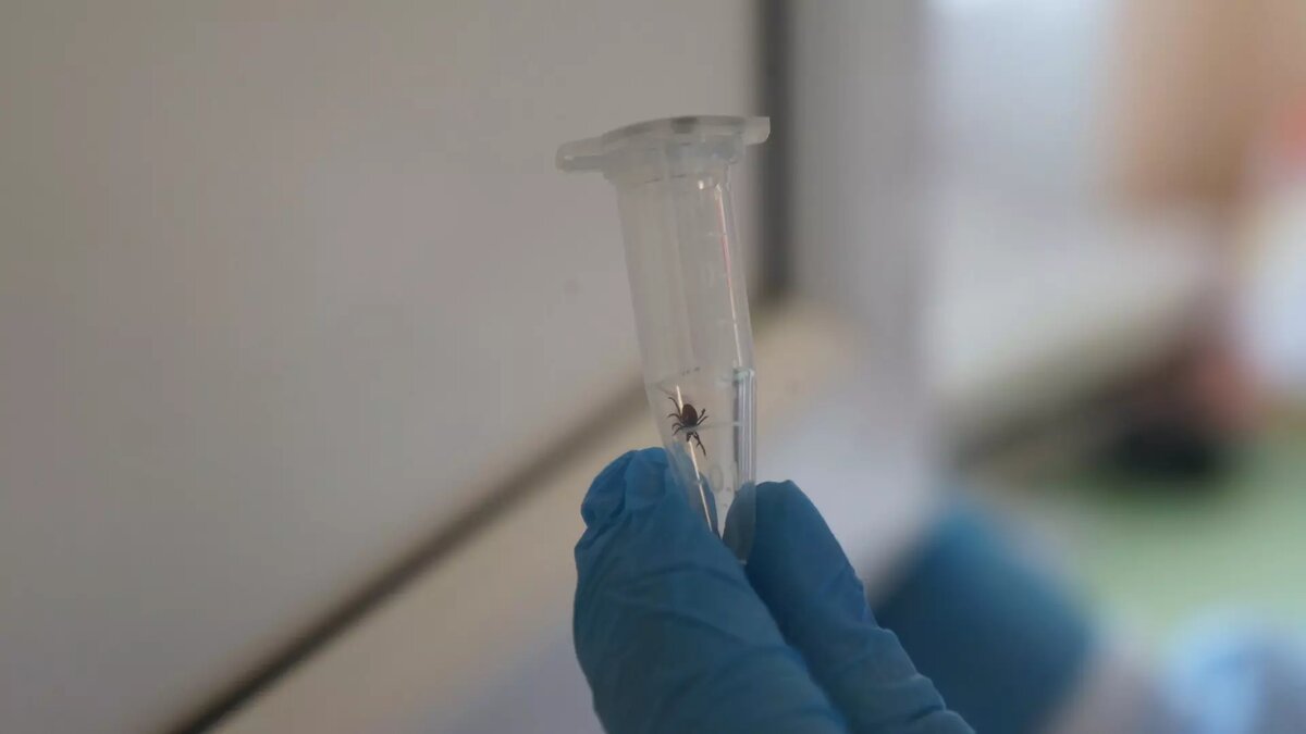     По данным на 4 апреля, в Нижегородской области зафиксировано три обращения жителей, в том числе одного ребенка, к медикам по поводу укусов клещей. Два случая присасывания произошли в округах региона, а другой — на юге. Данные представило региональное управление Роспотребнадзора.