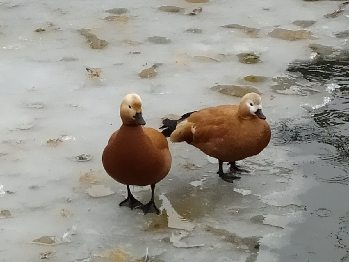 Лед на пруду еще не растаял. Слева стоит самец - у него более выражен черный ошейник. Слева самочка - у нее "мордочка" побелее
