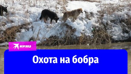 Бобр дразнит собак, устроивших на него охоту