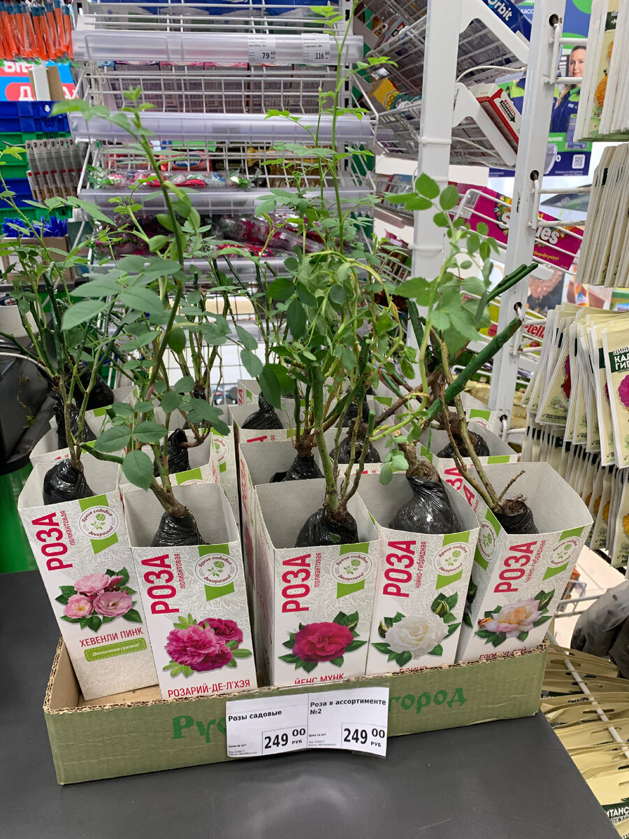 Розы в ассортименте 