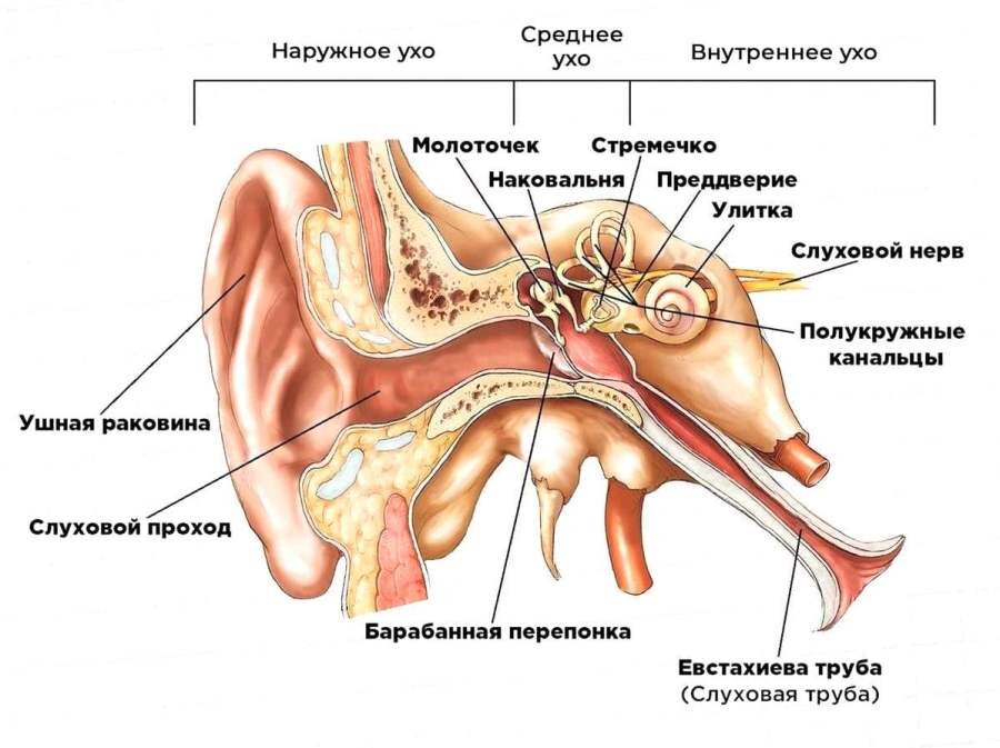 Строение уха