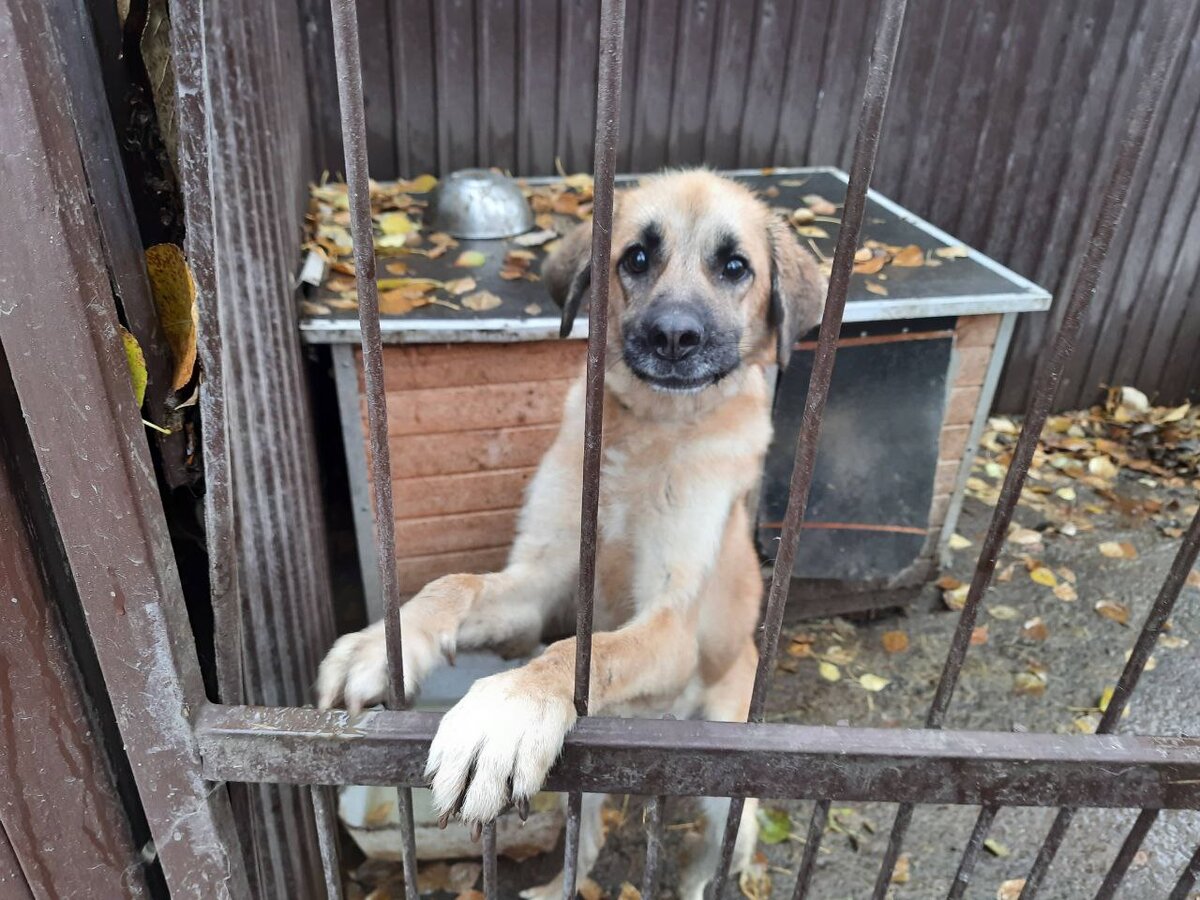 Самарская и Оренбургская области стали первыми регионами в Приволжье, где на законодательном уровне разрешили умерщвлять бездомных животных.  Фото: Ксения Кобалия