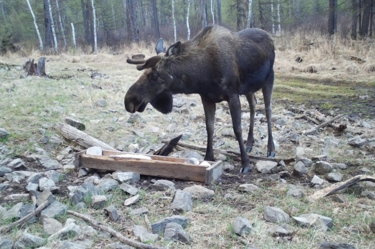    Псковских водителей предупредили о начале сезона миграции лосей в мае