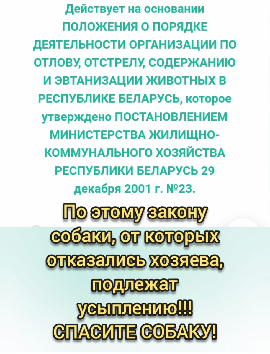 Спасите Солнышко🙏🏻! | Спасение собак из усыпалок Белоруссии | Дзен